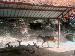 -北京鹿世界主题园