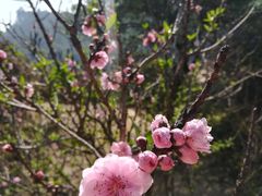 -南国桃园旅游度假区