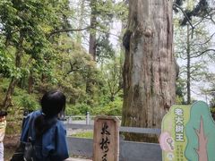 -天目山大树王景区