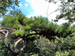-惠山国家森林公园