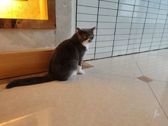 -Catmate·猫肥家润(金润铂宫店)