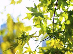 -长白岛森林公园