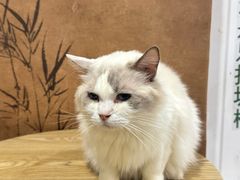 -楼上猫咖(罗湖店)