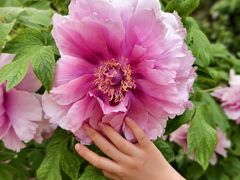 -国家植物园南园