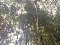 -秋霞圃