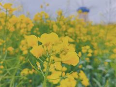 -武汉紫薇都市田园