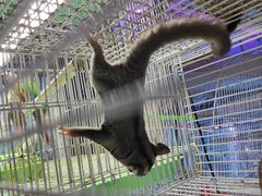 -青石桥花鸟鱼虫市场(叠翠城店)