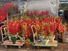 -龙大花卉苗木市场