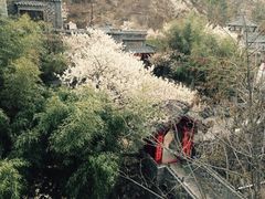 -老张烤羊(王哥庄店)