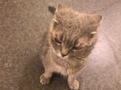 -猫色咖啡·猫咖