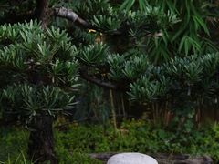 -山壹竹庭院餐厅