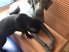 -芭比堂动物医院·犬猫全科·异宠专科(雁塔分院)