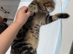 -瑞派长江宠物医院·猫科·外科·24小时夜护(谊城公寓分院)