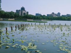 景点-莲花池公园