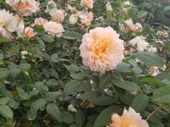 -人民公园(罗湖区)