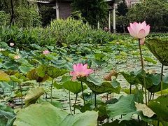 -映月湖公园