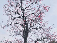 -梅花山(明孝陵内)