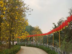 -天适樱花悠乐园