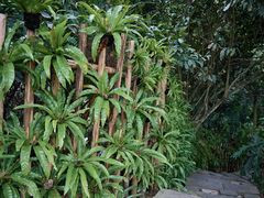 -深圳仙湖植物园