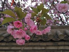 -西安青龙寺遗址景区