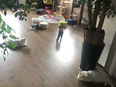 -东方名猫馆·英短金渐层布偶猫舍(环线广场1号楼店)