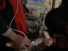 -伟伟宠物医院·瑞派猫友好医院·猫科(光谷店)