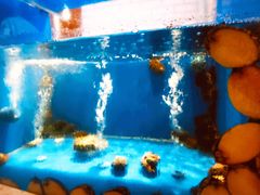 -食神鱼头佛跳墙(百子湾旗舰店)