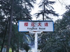 -武汉大学-樱园