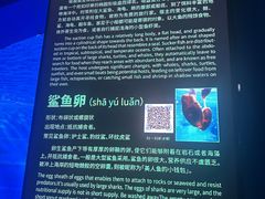 -泉城欧乐堡海洋极地世界