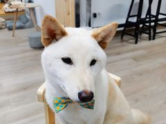 -柴迷FANS CLUB·柴犬狗咖·猫咖