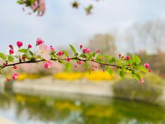 -海棠花溪(元大都城垣遗址公园)
