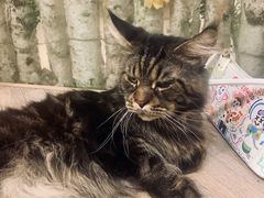 -酷豆宠物咖啡·宠物美食·撸猫馆