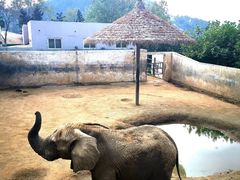 -西霞口神雕山野生动物世界