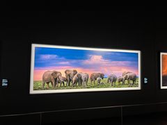 -罗红摄影艺术馆