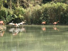 -上海野生动物园