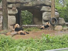 -中国大熊猫保护研究中心雅安碧峰峡基地