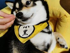 -逗柴咖啡屋·狗咖猫咖宠物桌游