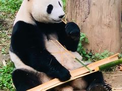 -都江堰中华大熊猫苑