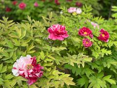 -洛阳市隋唐城遗址植物园