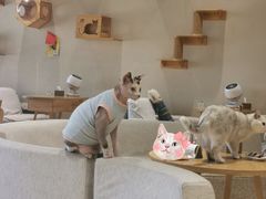 -藏猫猫咖啡主题馆(中央大道店)