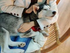 -Husky Go! 哈士奇体验馆·宠物咖啡厅狗咖