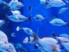 -成都浩海立方海洋公园