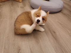 -浣熊柯尔鸭土拨鼠·电玩咖