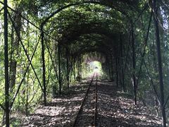 -合肥滨湖国家森林公园