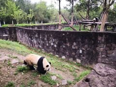 -都江堰中华大熊猫苑