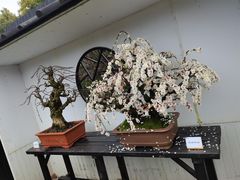 -香雪海