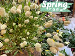 -双季花艺园艺市场(浦东店)