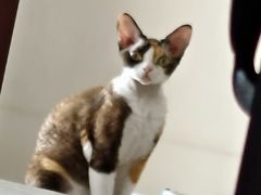 -北京观赏动物医院·24小时大型综合·猫专科·异宠专科