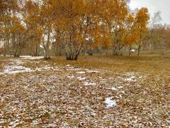 -乌兰布统景区-白桦林