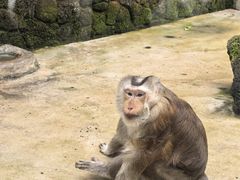 -海南热带野生动植物园